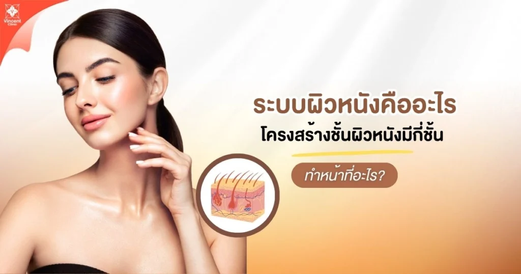 ระบบผิวหนัง